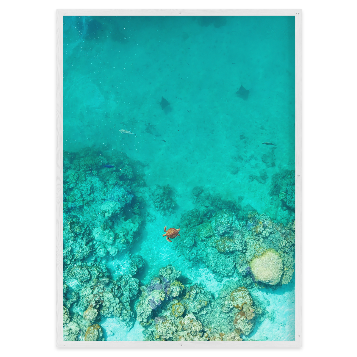 Reef Corridor