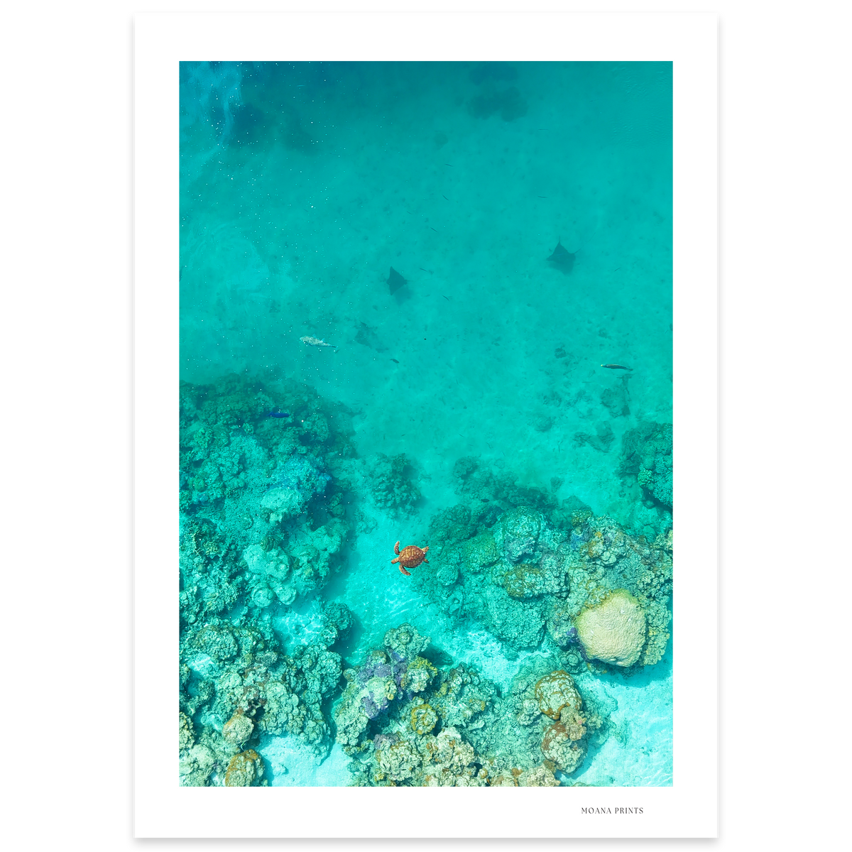 Reef Corridor