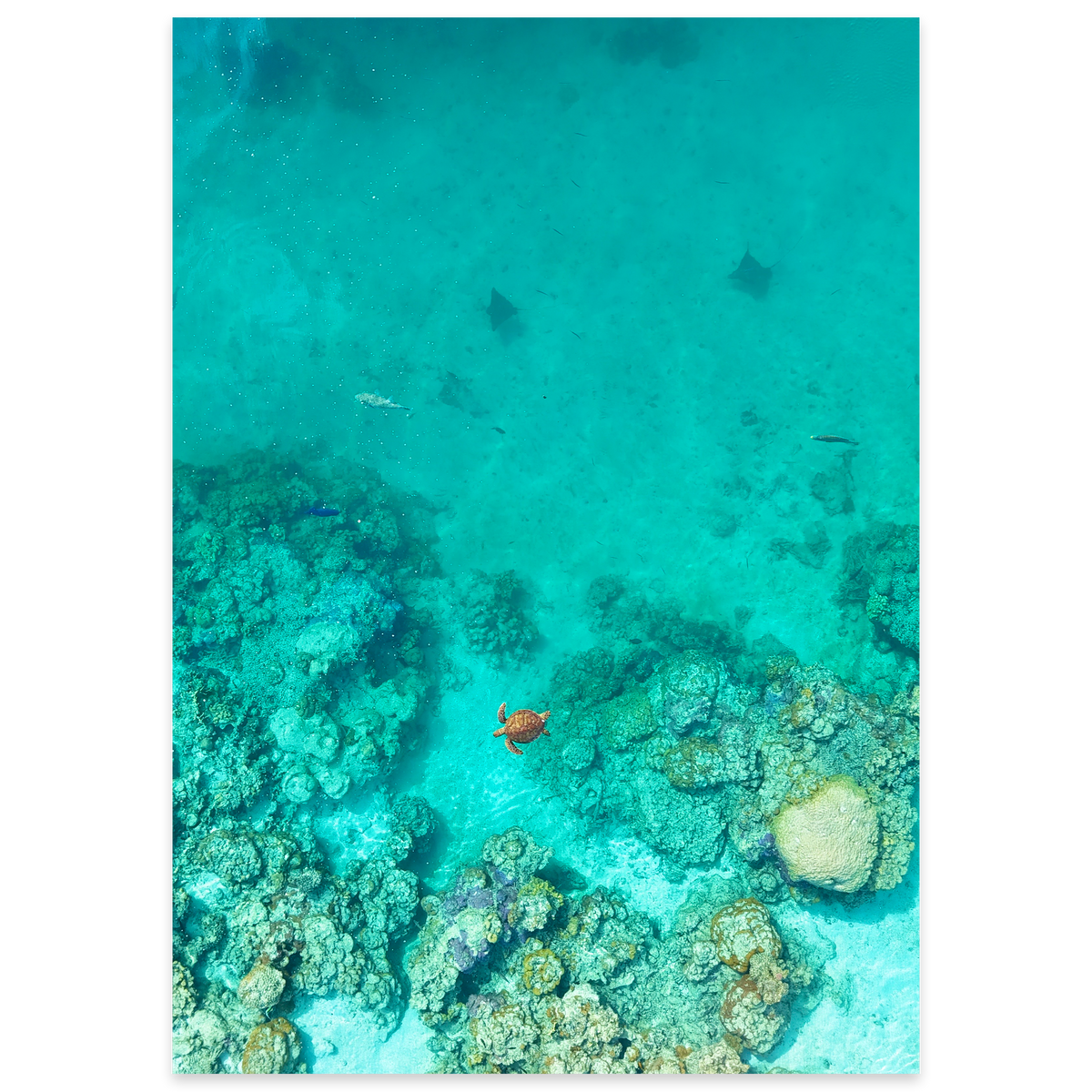 Reef Corridor