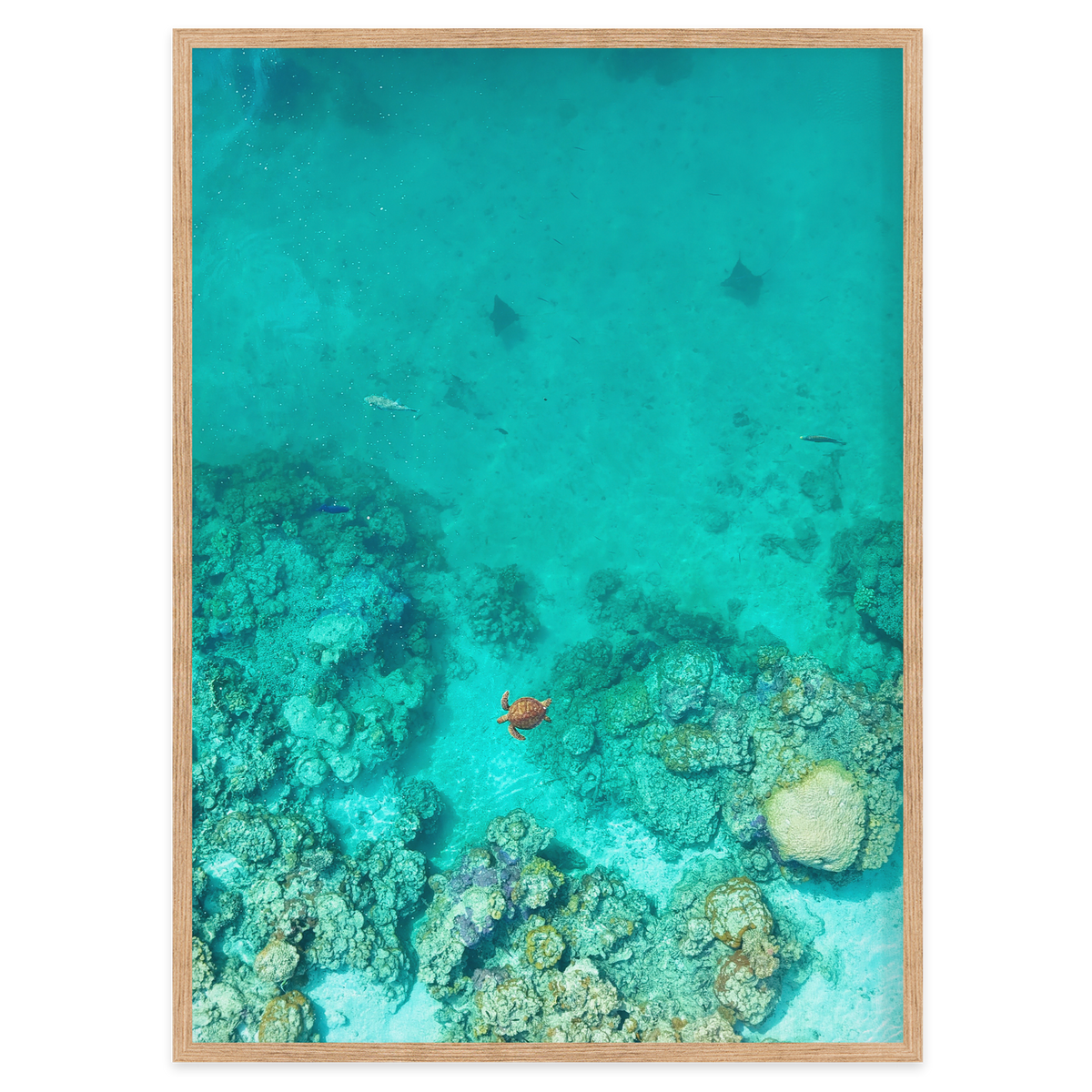 Reef Corridor