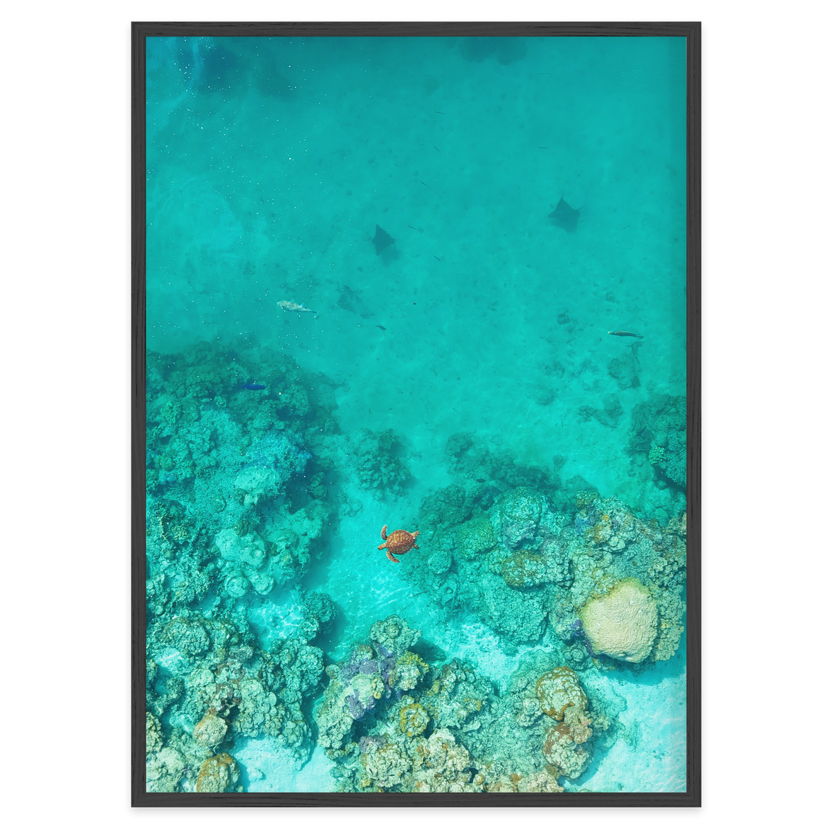 Reef Corridor