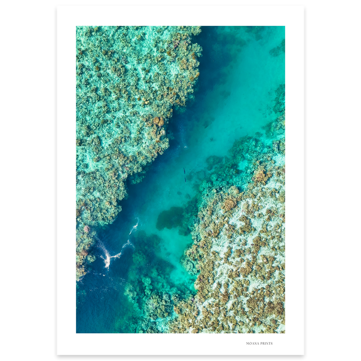 Shared Current