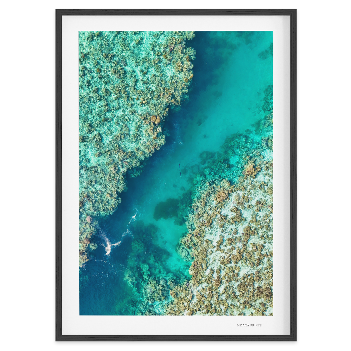 Shared Current