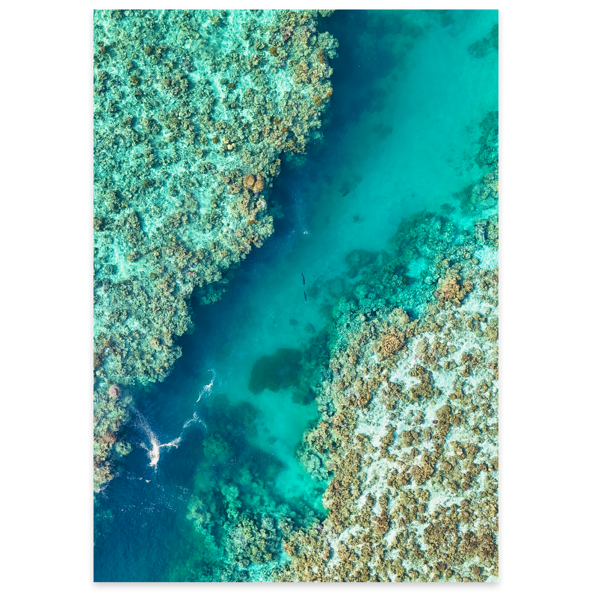 Shared Current